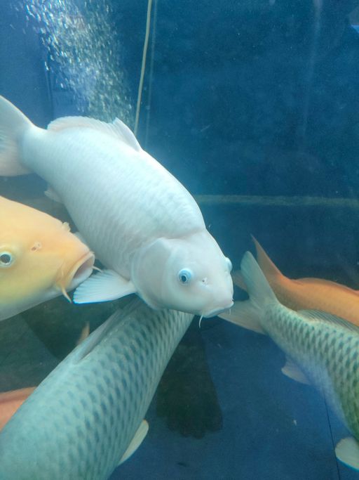 KARASI MUJI KKF KEPALA BABY FACE 55cm