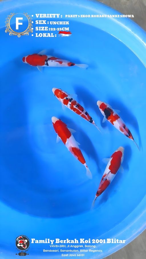 PAKET 5 EKOR KOHAKU SANKE SHOWA 22 25cm