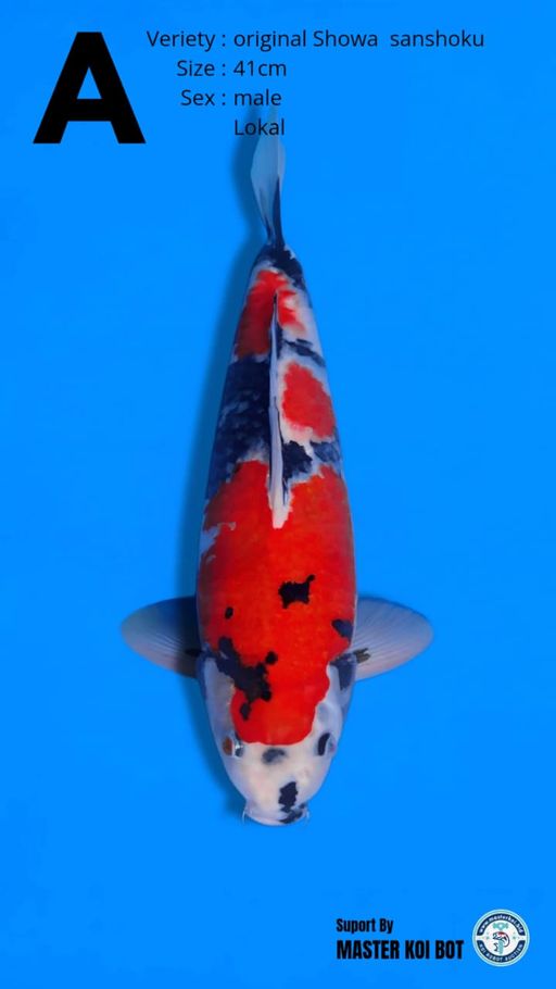 SHOWA SANSHOKU HQ 41cm