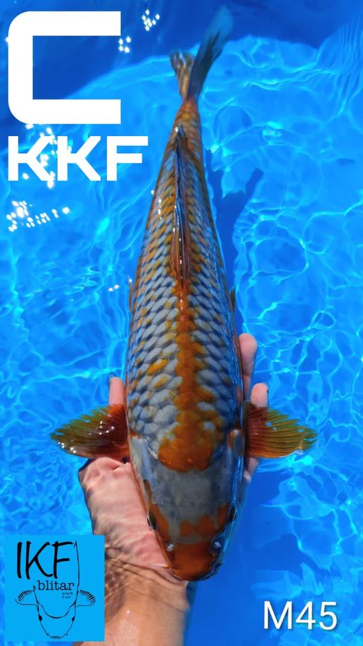 JANTAN SABIKOYO BREEDER KHUSNUL 45cm