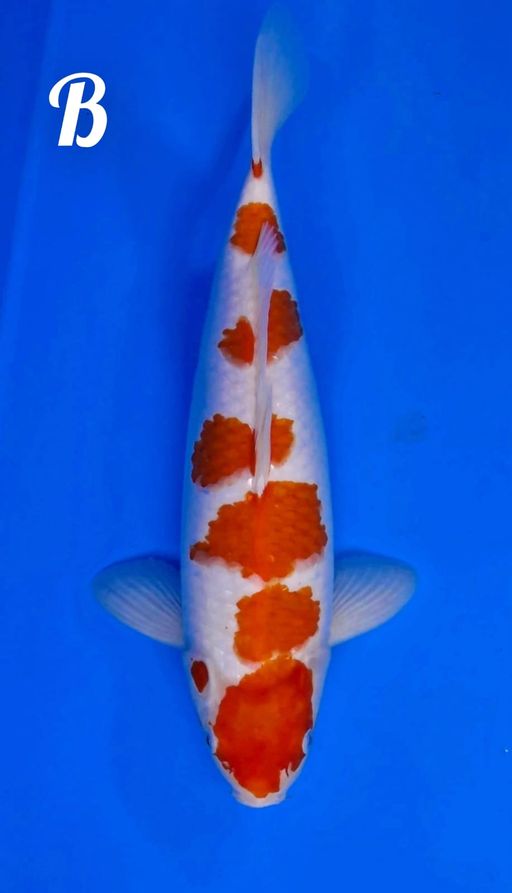 KOHAKU 6 STEP ORIGINAL 41cm