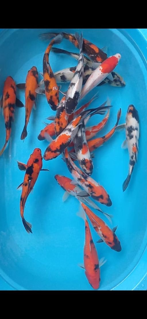 PAKET 20 EKOR MIX 2226cm