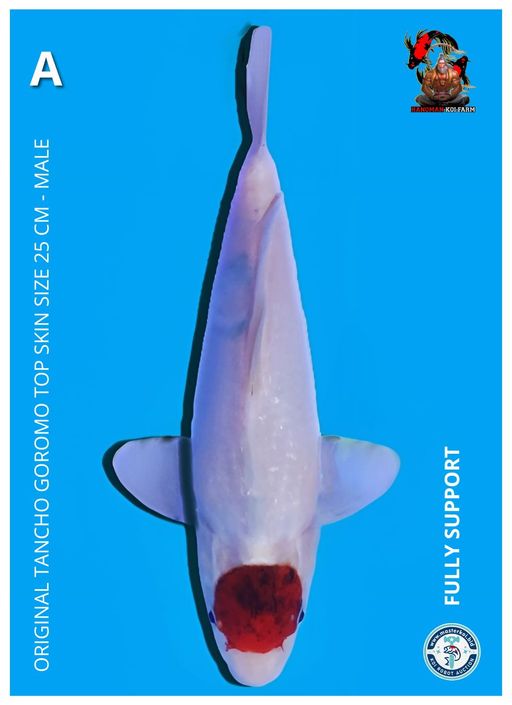 ORIGINAL TANCHO GOROMO TOP SKIN SIZE 25cm