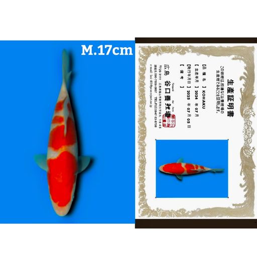KOHAKU IMPORT TANIGUCHI FARM JEPANG GOOD SKIN GOOD PATTERN DAN STRONG 17cm