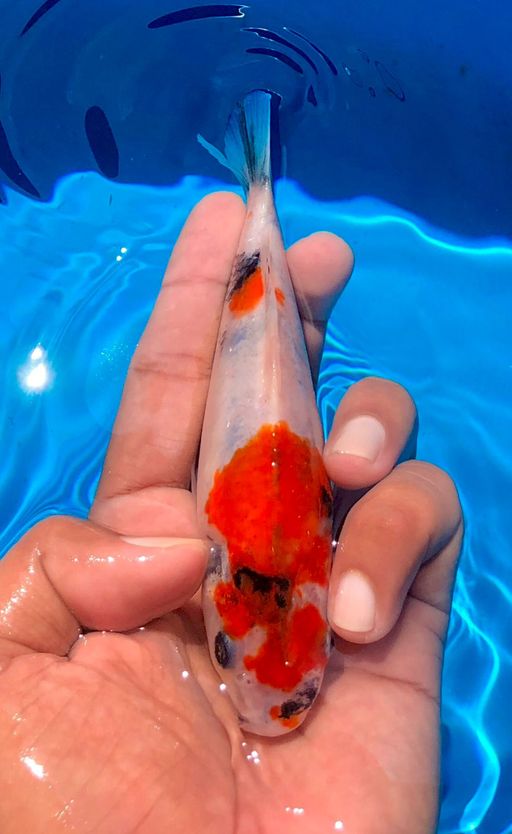 KINDAY SHOWA AKF 15cm