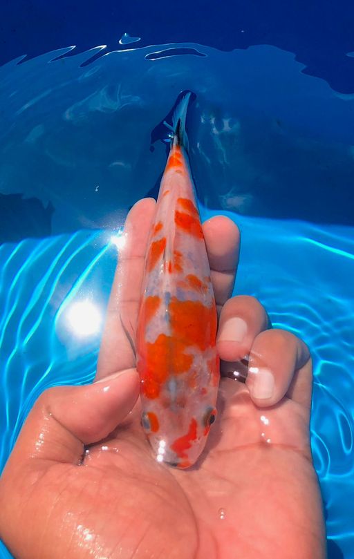 SHOWA TATEGOI AKF 16cm