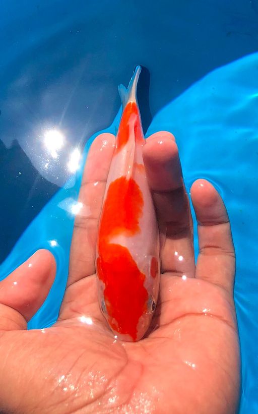 KOHAKU AKF 15cm