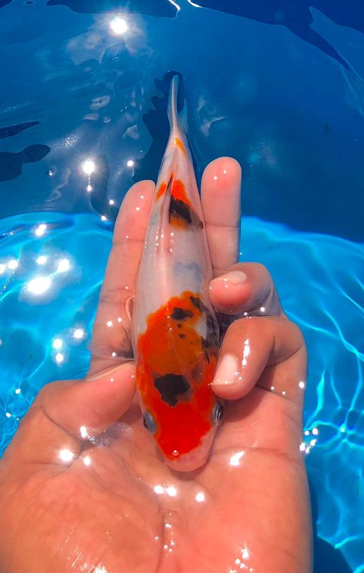 KINDAY SHOWA AKF 16cm