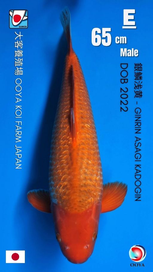 GINRIN ASAGI KADOGIN OOYA KOI FARM JAPAN IMPORT BERSERTIFIKAT BREEDER DOB 202265cm