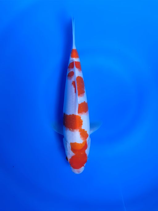 KOHAKU SAKURA CAKEP 30cm