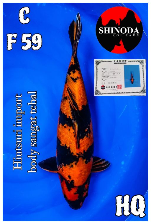 HIUTSURI IMPORT SHINODA HQ BODY BESAR BAKAT JUMBO SUPER 59cm