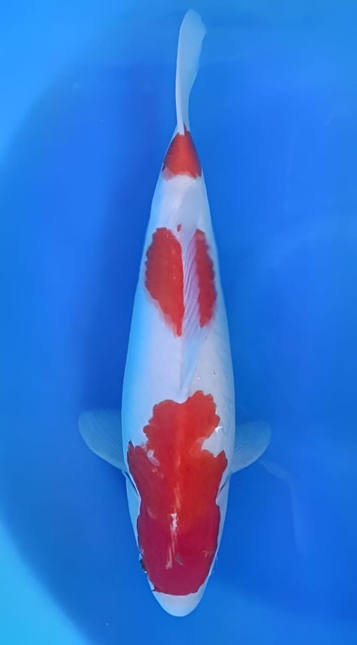 KOHAKU BODY BAGUS FEMALE 40cm