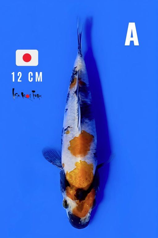 IMPORT SUPER SHOWA CALON PATTERN KEPALA METIR 12cm