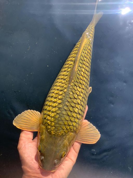 MINDORI GINRIND DIAMOND 38cm