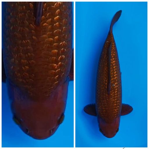 CHAGOI TEMBAGA PUNUK MALE 50cm