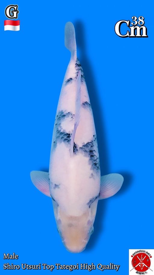 SHIRO UTSURI TATEGOI HQ 38cm
