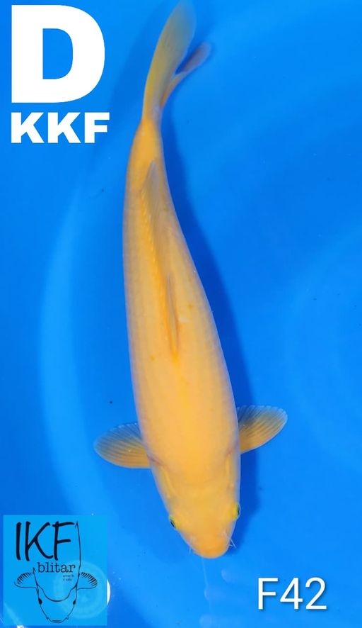 KARASI BREEDER KHUSNUL 42cm