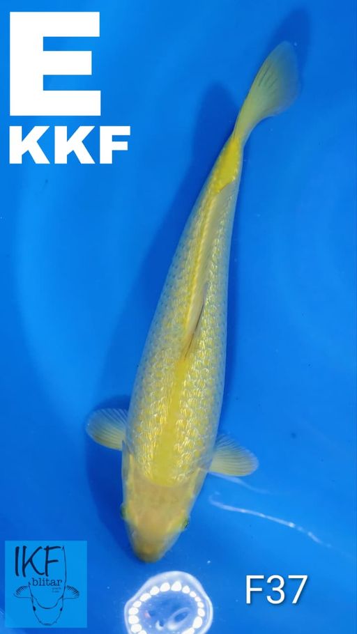 KARASI BREEDER KHUSNUL 37cm