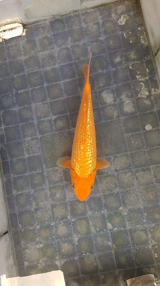 REDKARASI FULL GINRIN MUNUK 25cm