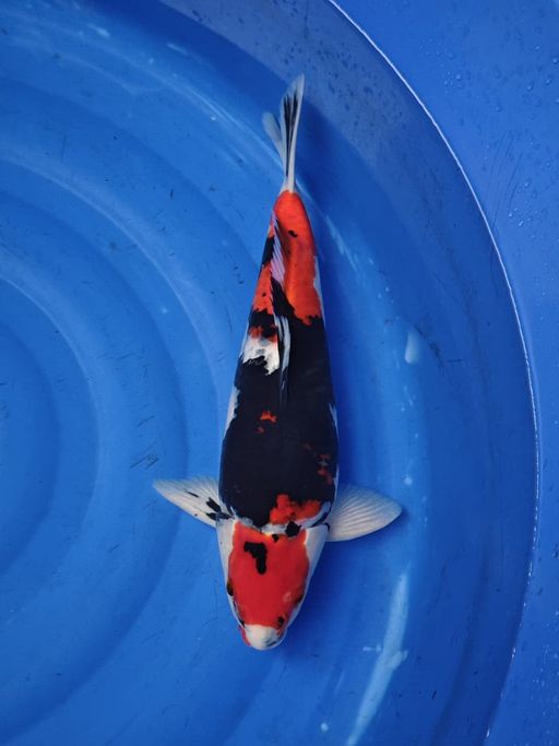 SHOWA JANTAN STRONG FOR SHOW 45cm