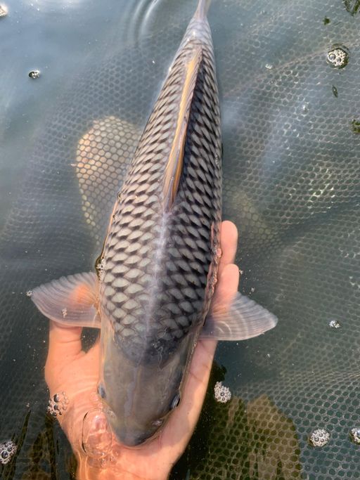 BLUE SORAGOI GOOD FUKURIN 37cm