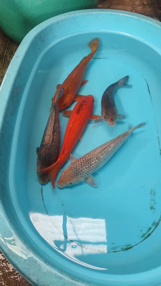 SORAMEL MIX 3 HARI TIDAK ADA KONFIRMASI PEMBAYARAN LANGSUNG DI LAPORKAN BNR 27 34cm