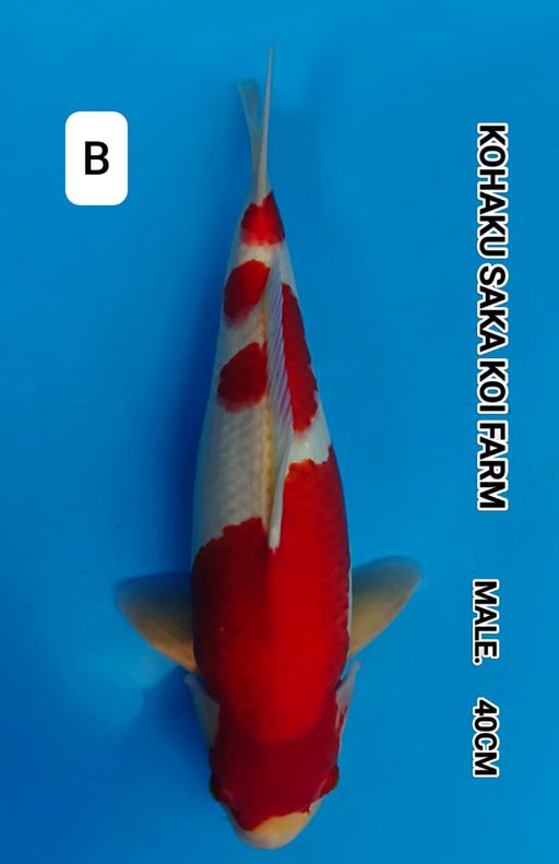 KOHAKU SAKA KOI FARM SUPER PREMIUM STRONG 3 STEP 40cm