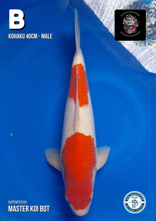 KOHAKU 40cm