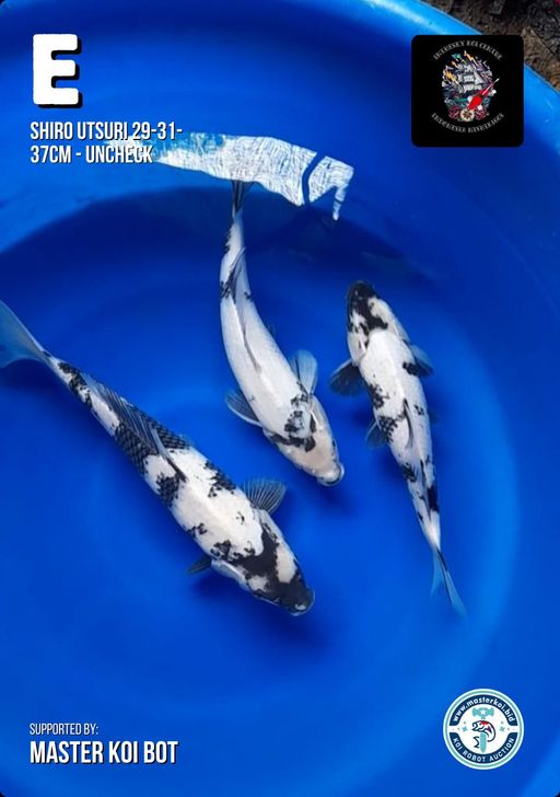 SHIRO UTSURI 29-31-37cm