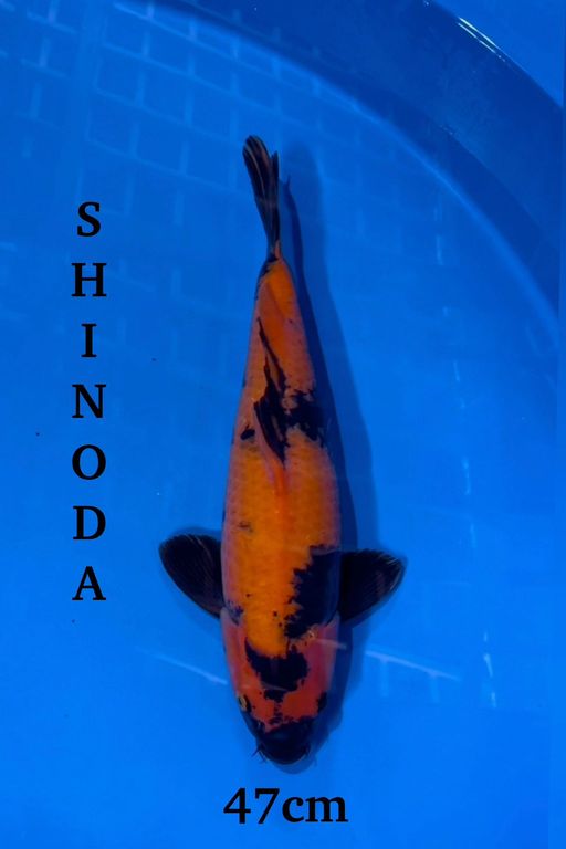 HIUTSURI SHINODA KOI FARM JAPAN IMPORT NON SERTIFIKAT47cm