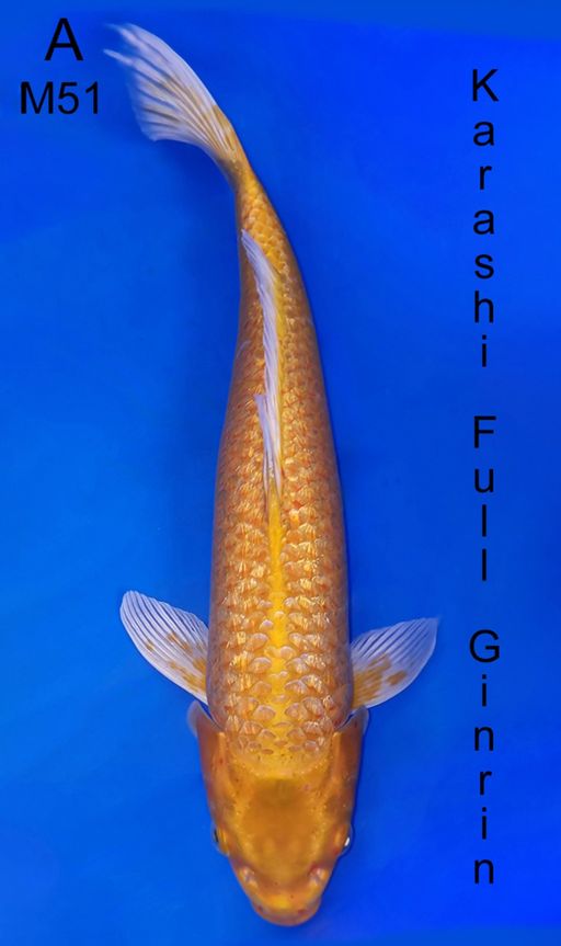 KARASHI JUMBO FULL GINRIN 51cm