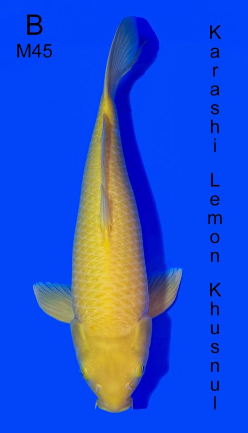 KARASHI LEMON KHUSNUL KEPALA BERSIH DAN BESAR SKIN HALUS 45cm