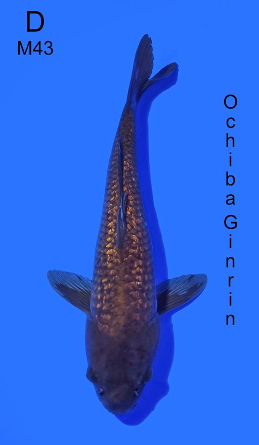OCHIBA GINRIN 43cm