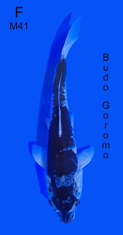 BUDO GOROMO 41cm