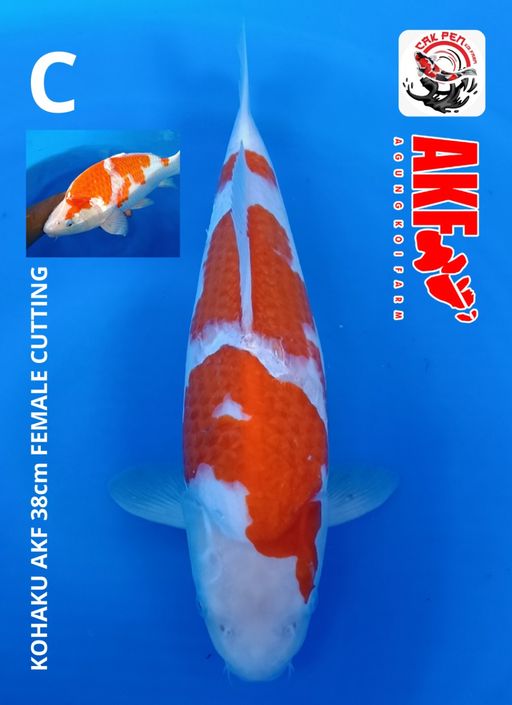KOHAKU AKF 38cm