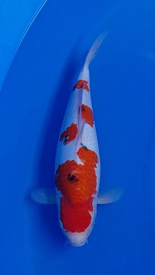 TATEGOI SANKEBULKY BERPUNUK 38cm