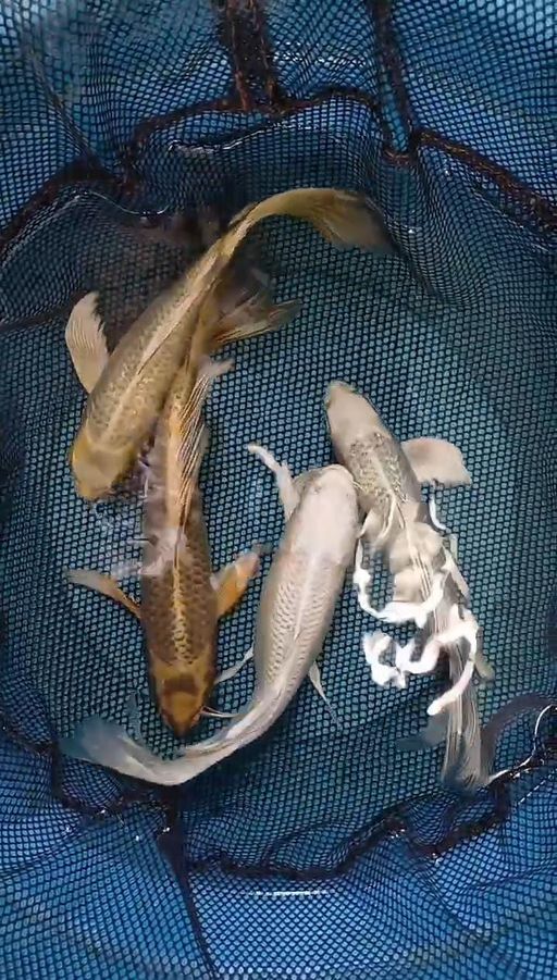 PAKET KUMPAY 4EKOR 2526cm