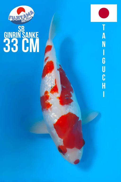 IMPORT SB SANKE GINRIN TATEGOI TANIGUCHI RARE KOLEKSI PARA SULTANBULKY 33cm