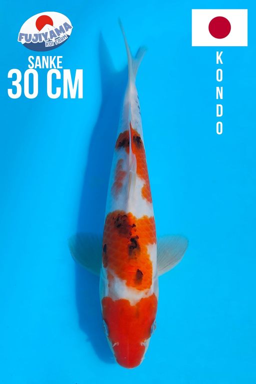 IMPORT SANKE TATEGOI KONDO KOI FARM 30cm