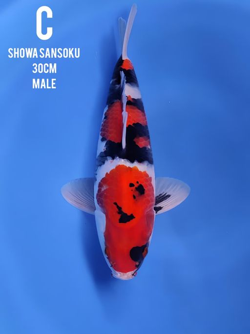 SHOWA SANSOKU QUALITY 30cm