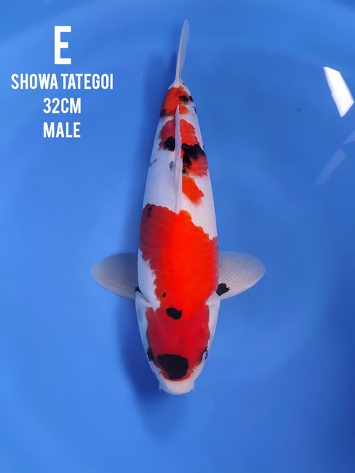 SHOWA TATEGOI QUALITY 32cm