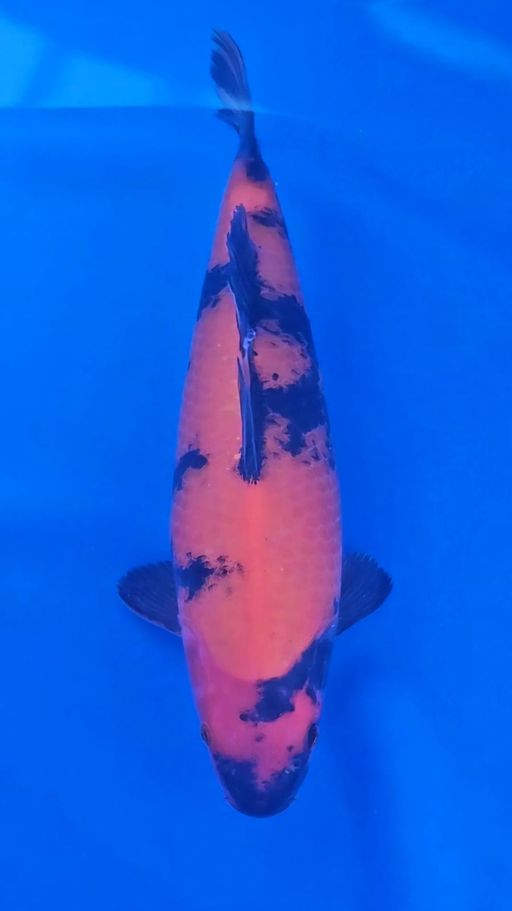 HI UTSURI HIGH QUALITY 32cm