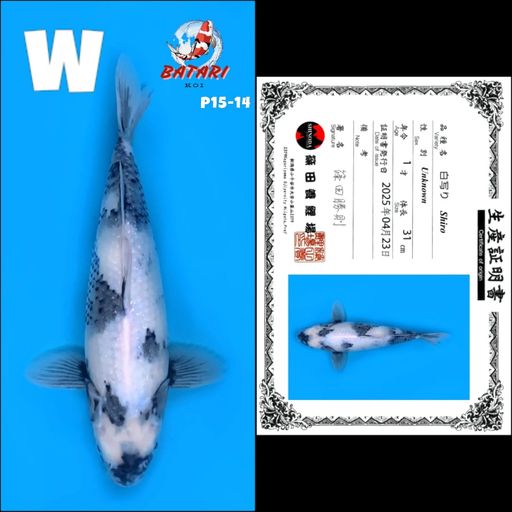 P15 TATEGOI SHIRO SISIK SHINODA 31cm