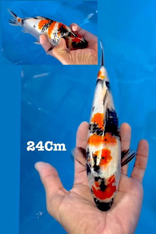 MARUTEN SHOWA HQ 24cm