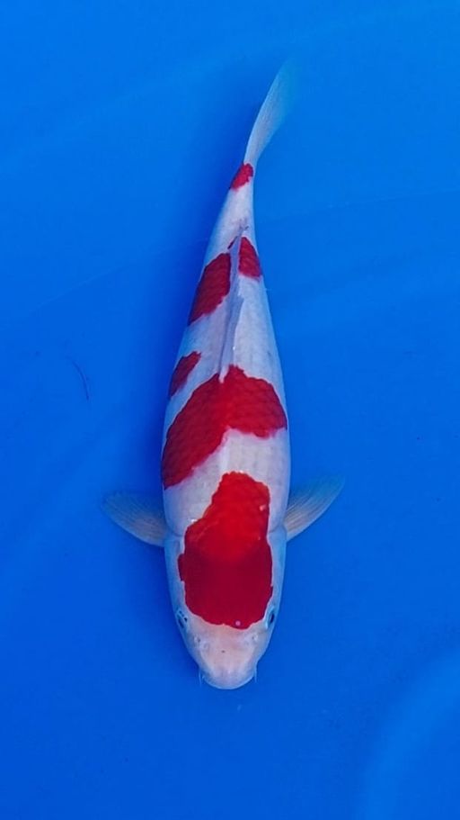 KOHAKU MERAH STRONG 38cm