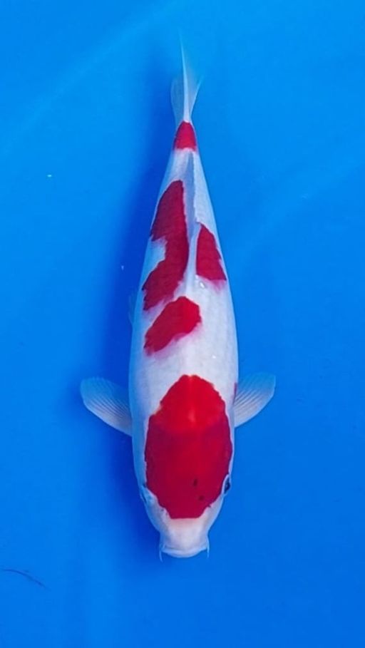 KOHAKU MERAH STRONG 38cm