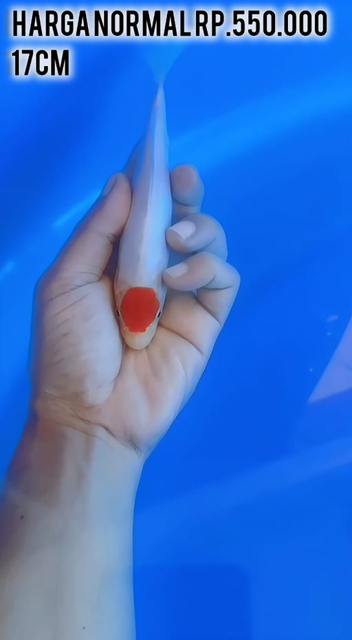 MINION THANCO KOHAKU DOIT ORIGINAL LOKASI BOJONEGORO 17cm