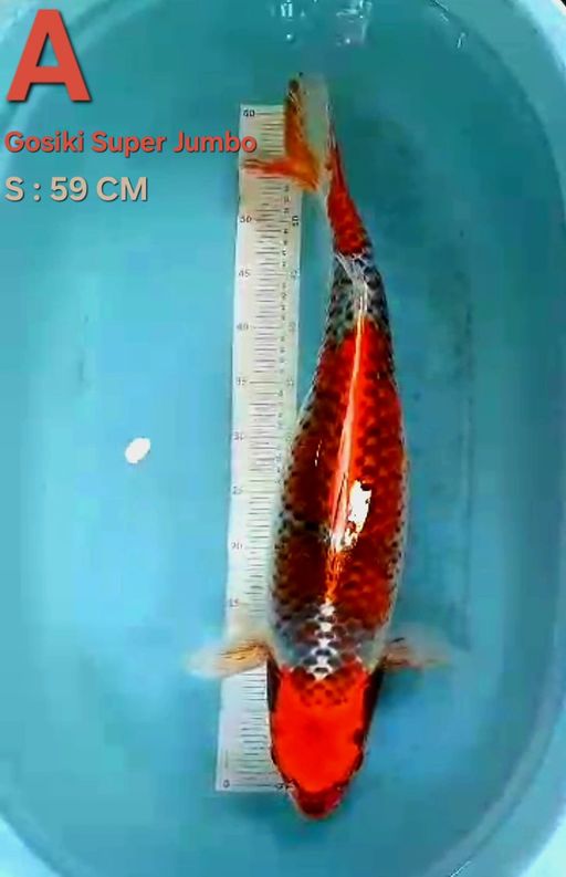 GOSHIKI SUPER JUMBO 59cm