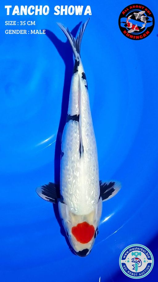 TANCHO SHOWA GINDRIN HQ 35cm