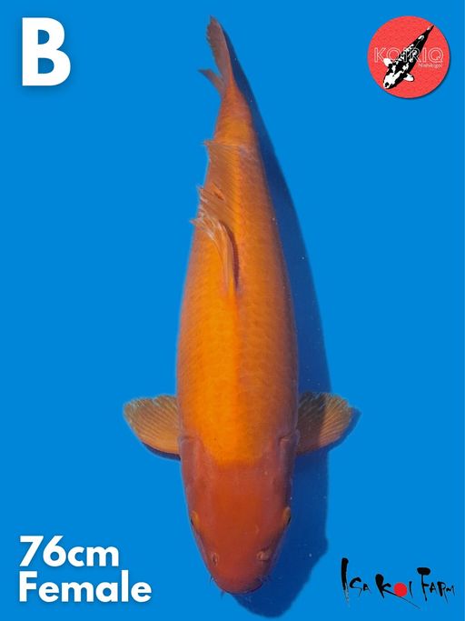 JUMBO BENIGOI ISA KOI FARM FEMALE 76cm